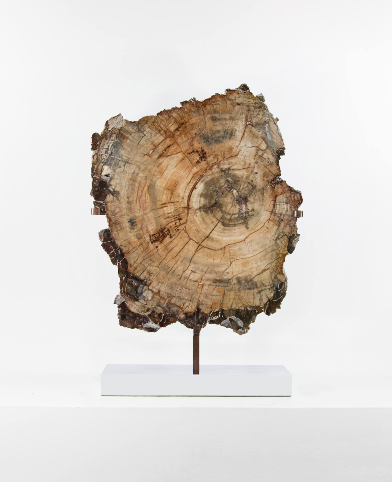 A wonderful example of a double-sided polished petrified wood slice measuring 600mm on a custom-designed bronze stand