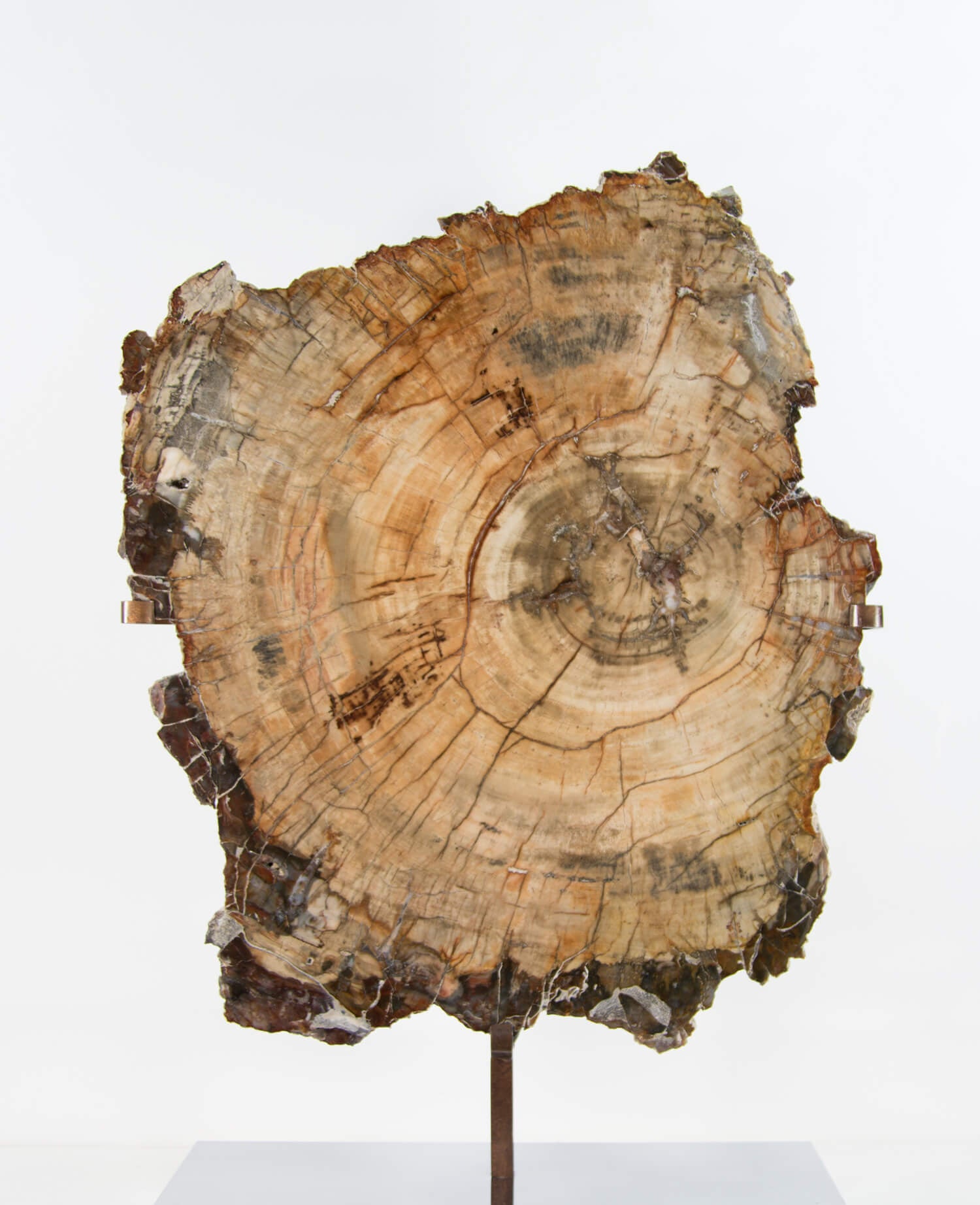 A wonderful example of a double-sided polished petrified wood slice measuring 600mm on a custom-designed bronze stand