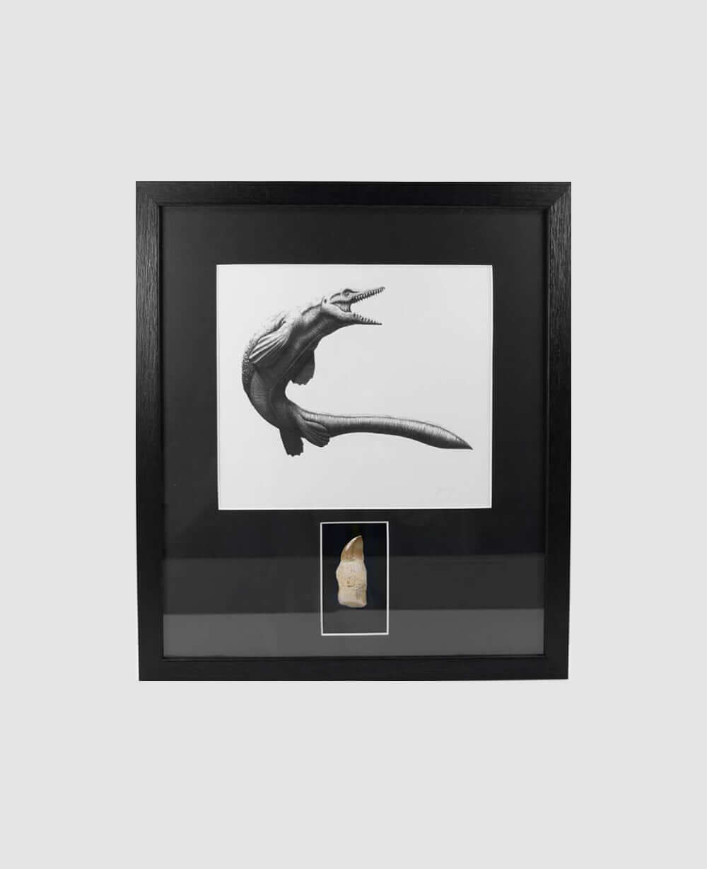 Museum-quality Mosasaurus reptile fossil tooth in a custom-designed frame with art illustration by THE FOSSIL STORE