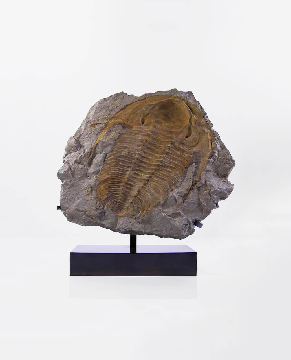 A wonderful museum-standard rare authentic Paradoxides acadoparadoxides measuring 385mm on THE FOSSIL STORE bronze stand series