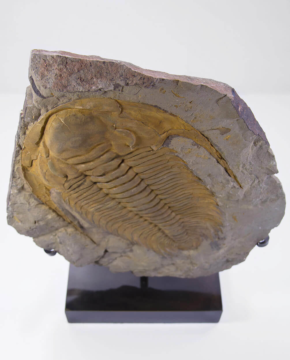 A wonderful museum-standard rare authentic Paradoxides acadoparadoxides measuring 385mm on THE FOSSIL STORE bronze stand series