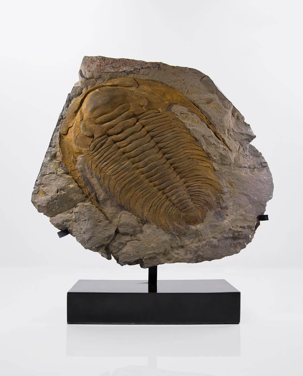 A wonderful museum-standard rare authentic Paradoxides acadoparadoxides measuring 385mm on THE FOSSIL STORE bronze stand series