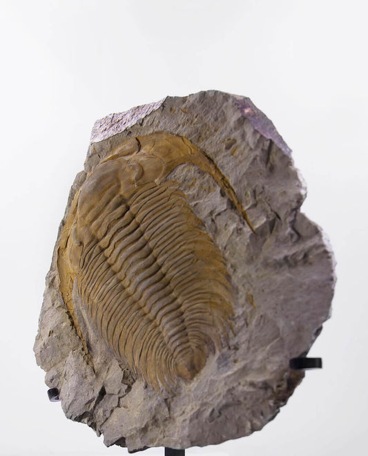 A wonderful museum-standard rare authentic Paradoxides acadoparadoxides measuring 385mm on THE FOSSIL STORE bronze stand series