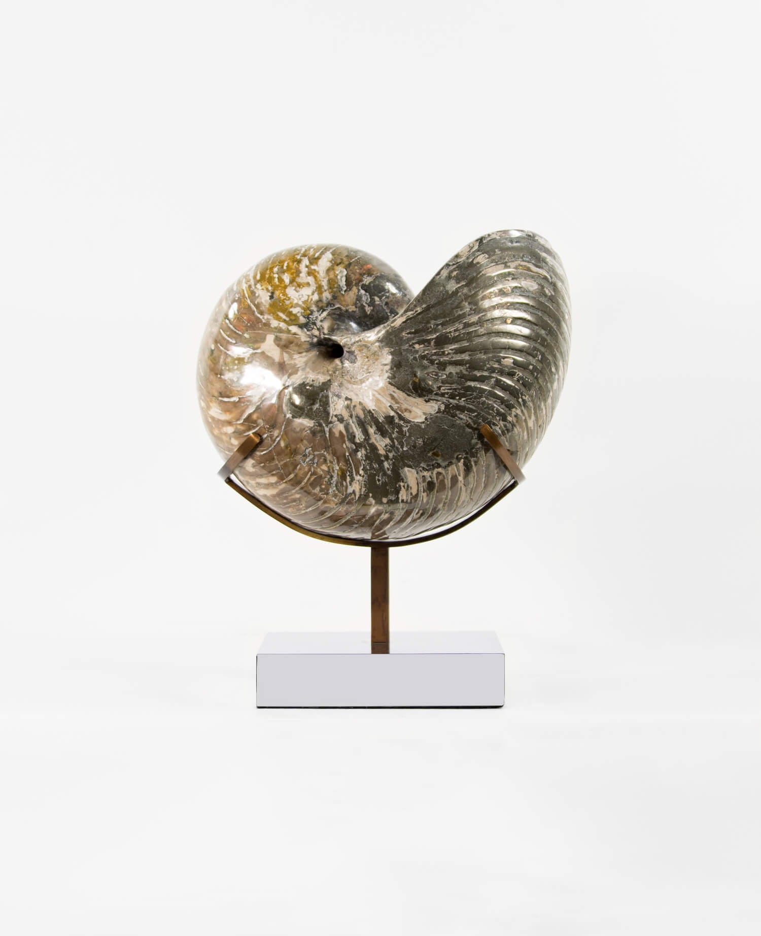 Beautifully presented Cymatoceras nautilus fossil for sale measuring 245mm on a custom designed chrome stand