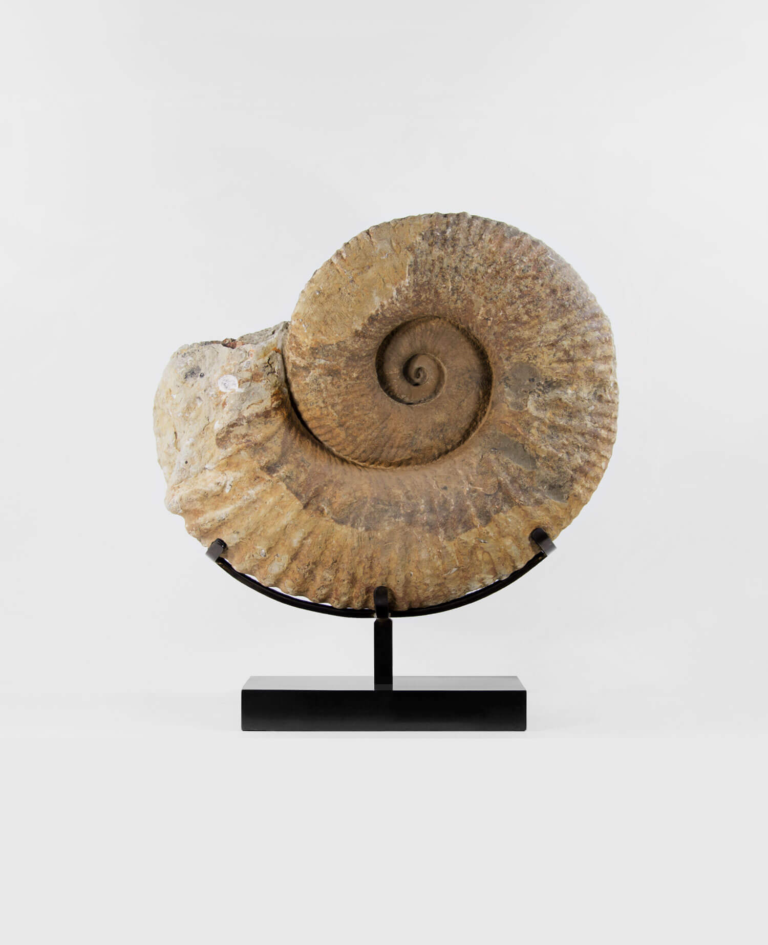 A Museum-quality Pachydesmoceras ammonite fossil for sale measuring 500mm on THE FOSSIL STORE custom designed bronze stand