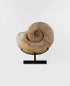 A Museum-quality Pachydesmoceras ammonite fossil for sale measuring 500mm on THE FOSSIL STORE custom designed bronze stand