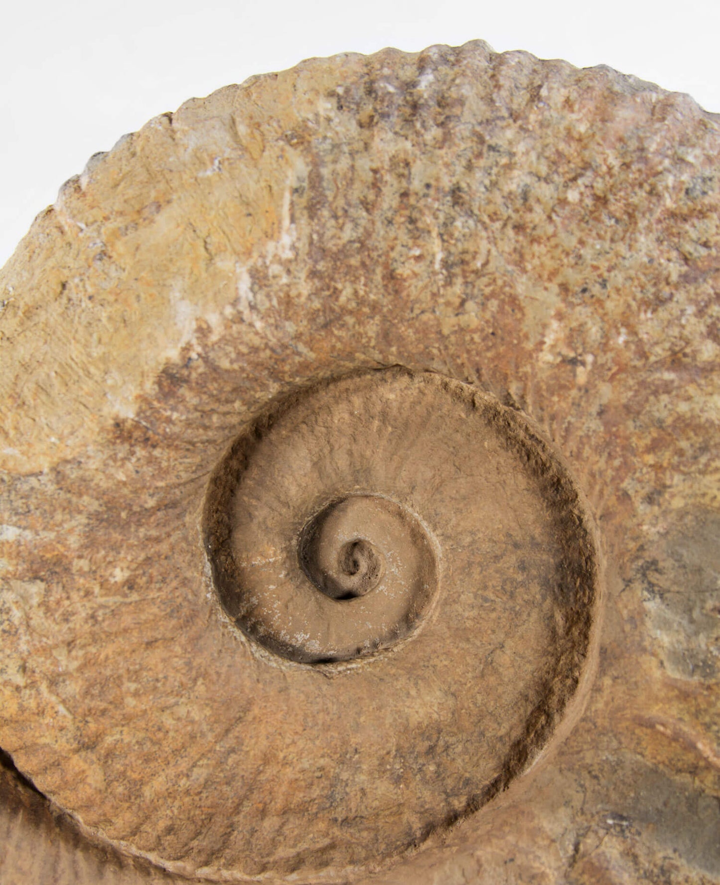 A Museum-quality Pachydesmoceras ammonite fossil for sale measuring 500mm on THE FOSSIL STORE custom designed bronze stand