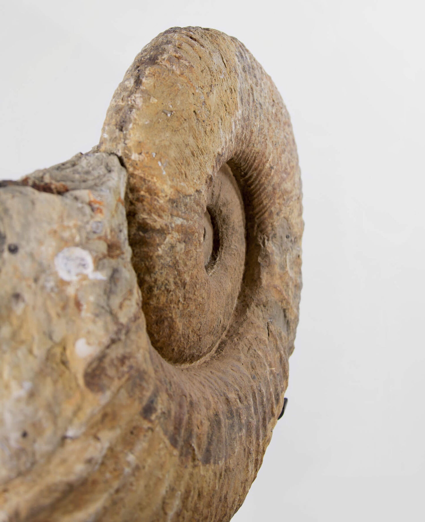 A Museum-quality Pachydesmoceras ammonite fossil for sale measuring 500mm on THE FOSSIL STORE custom designed bronze stand