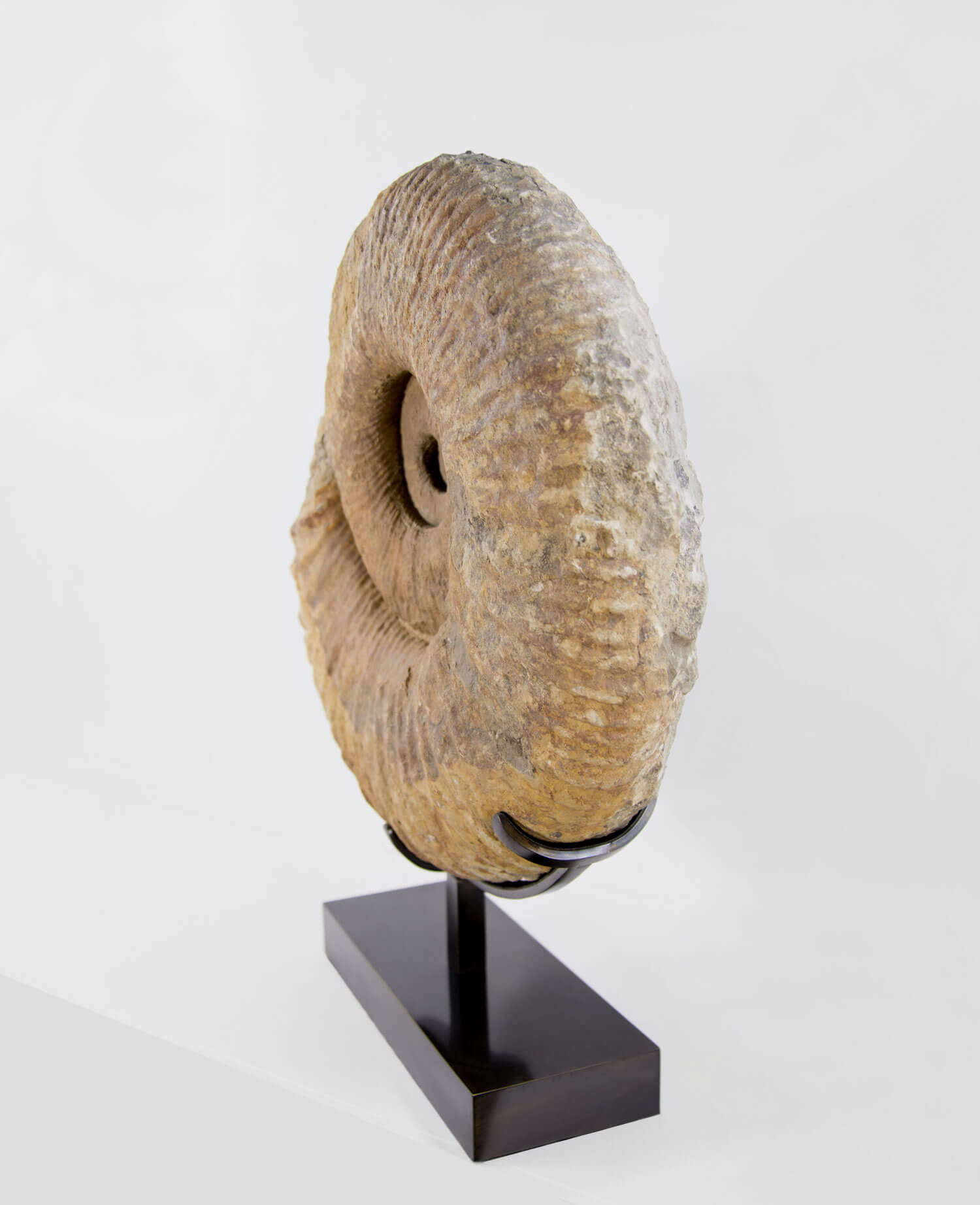 A Museum-quality Pachydesmoceras ammonite fossil for sale measuring 500mm on THE FOSSIL STORE custom designed bronze stand