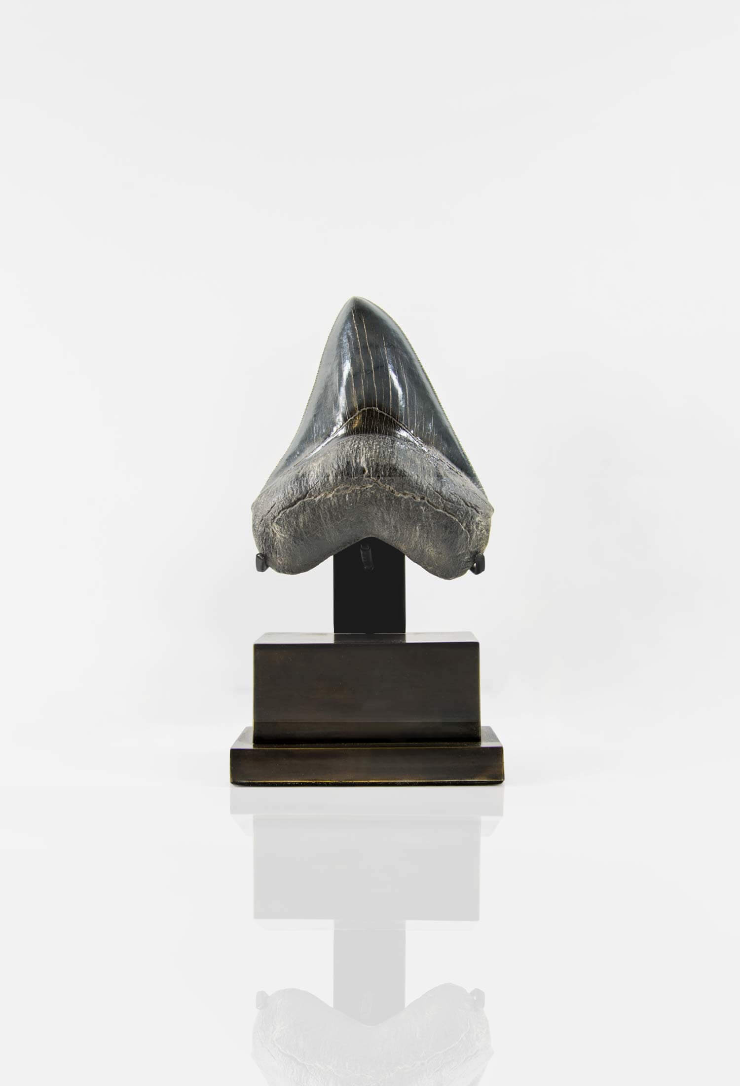 A stunning museum-standard rare fossil Megalodon carcharodon shark tooth for sale on a bronze stand measuring 5.2 inches