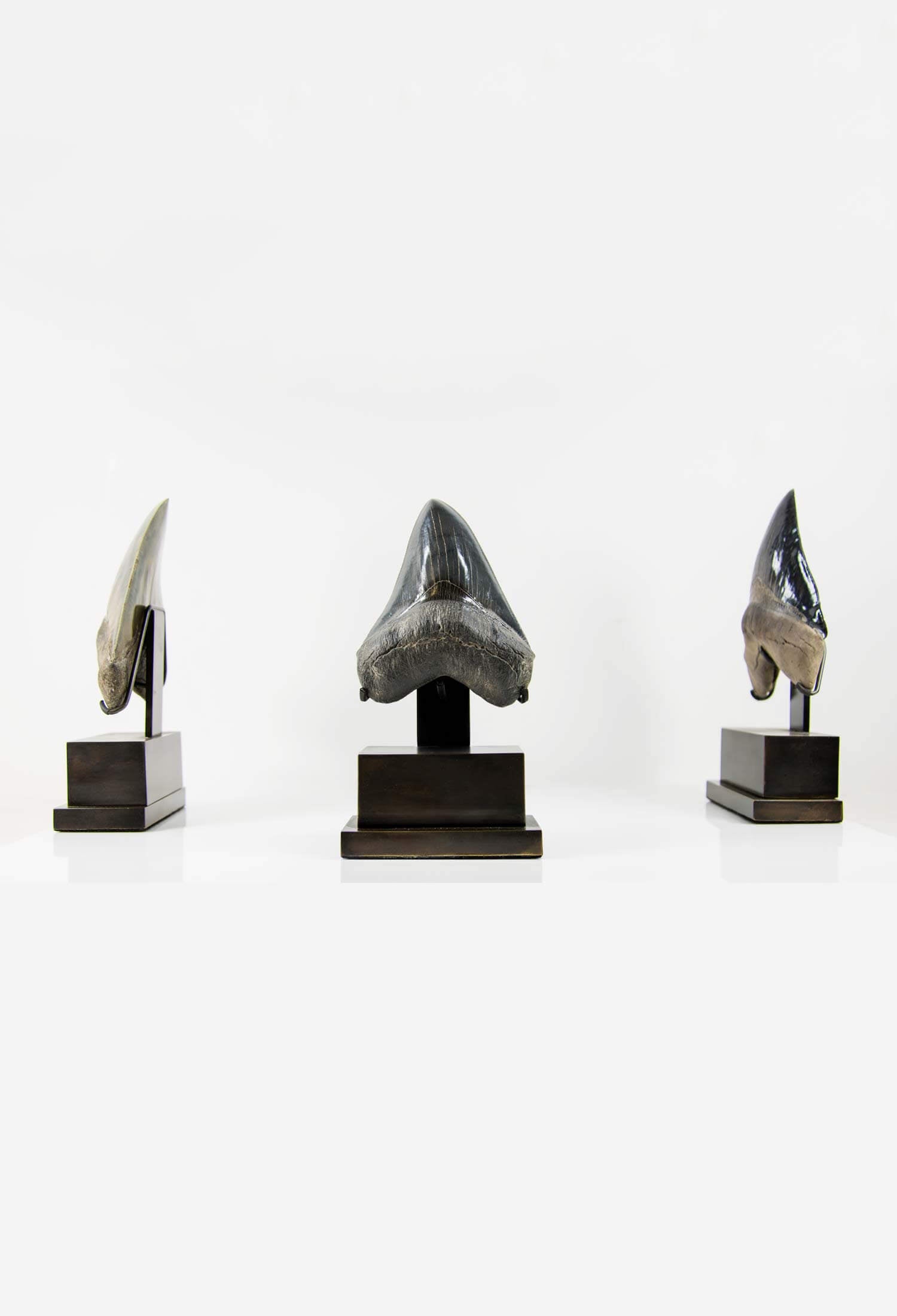 A stunning museum-standard rare fossil Megalodon carcharodon shark tooth for sale on a bronze stand measuring 5.2 inches