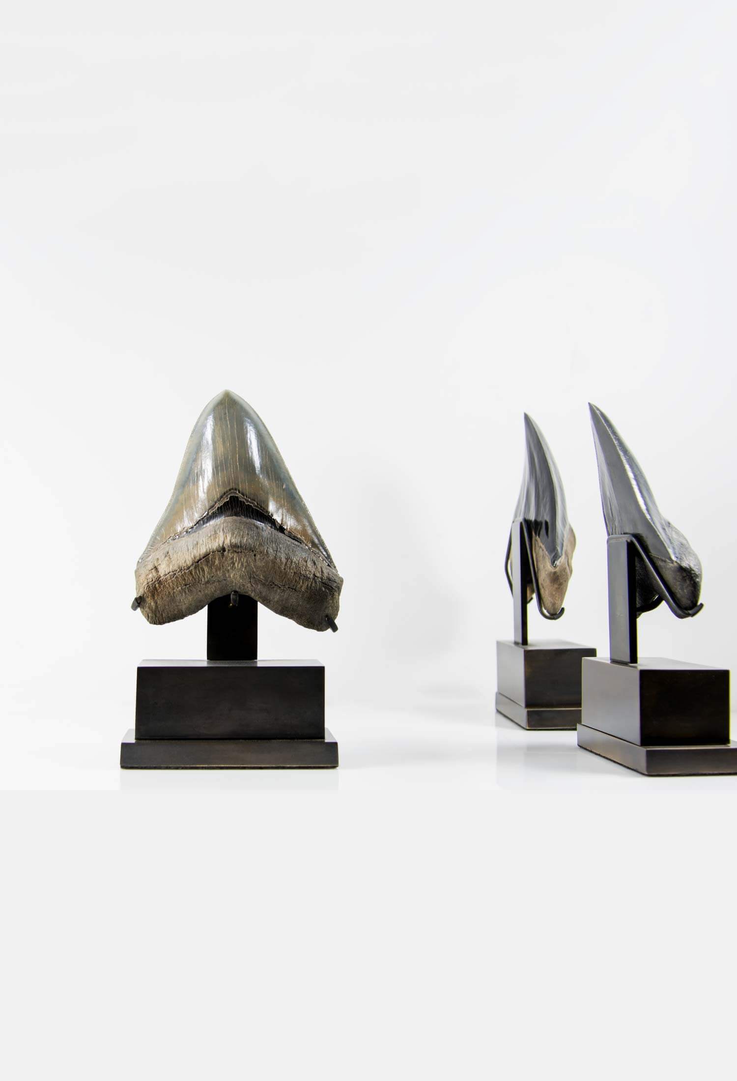 A stunning museum-standard rare fossil Megalodon carcharodon shark tooth for sale on a bronze stand measuring 5.99 inches