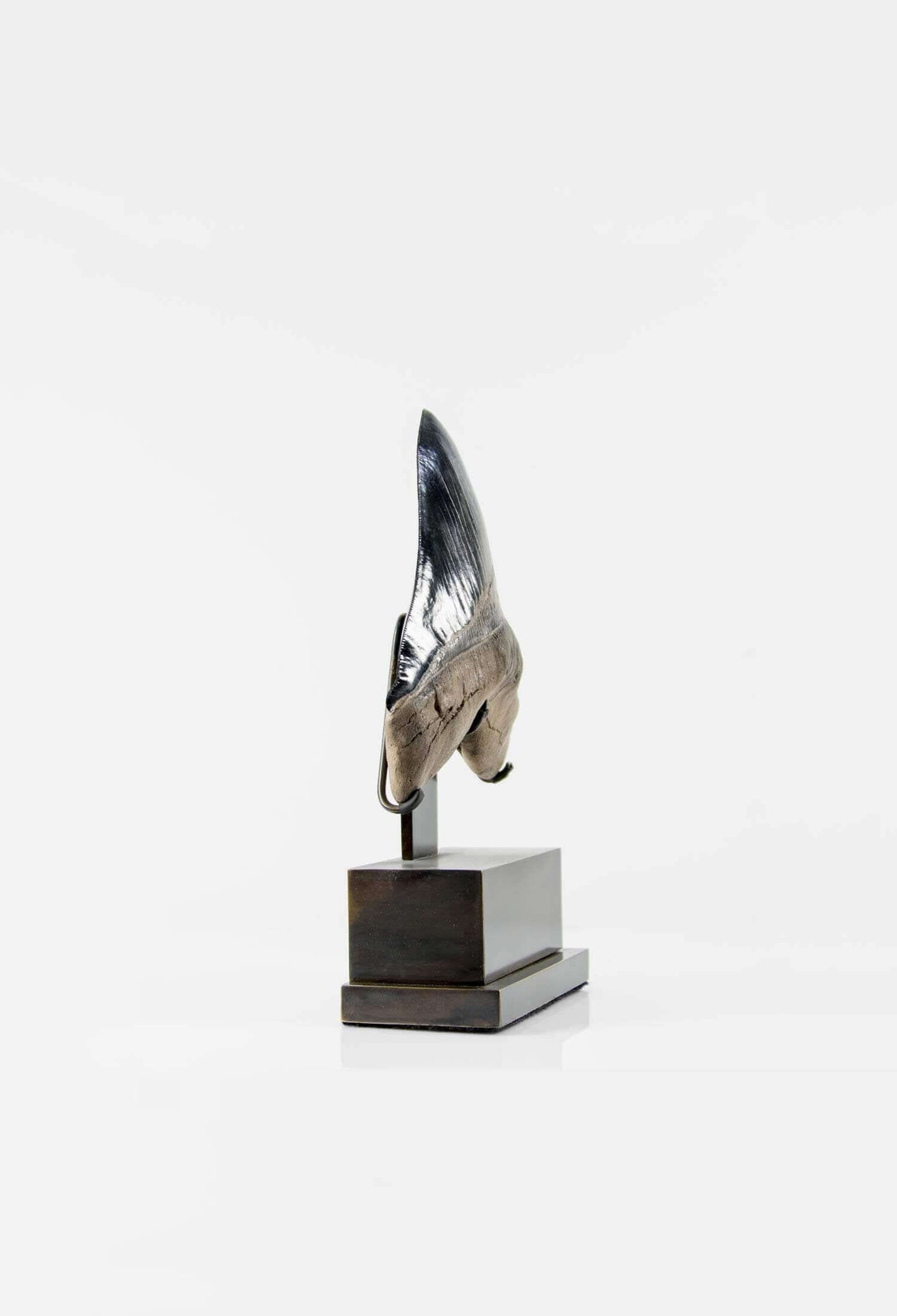 A stunning museum-standard rare fossil Megalodon carcharodon shark tooth for sale on a bronze stand measuring 6 inches