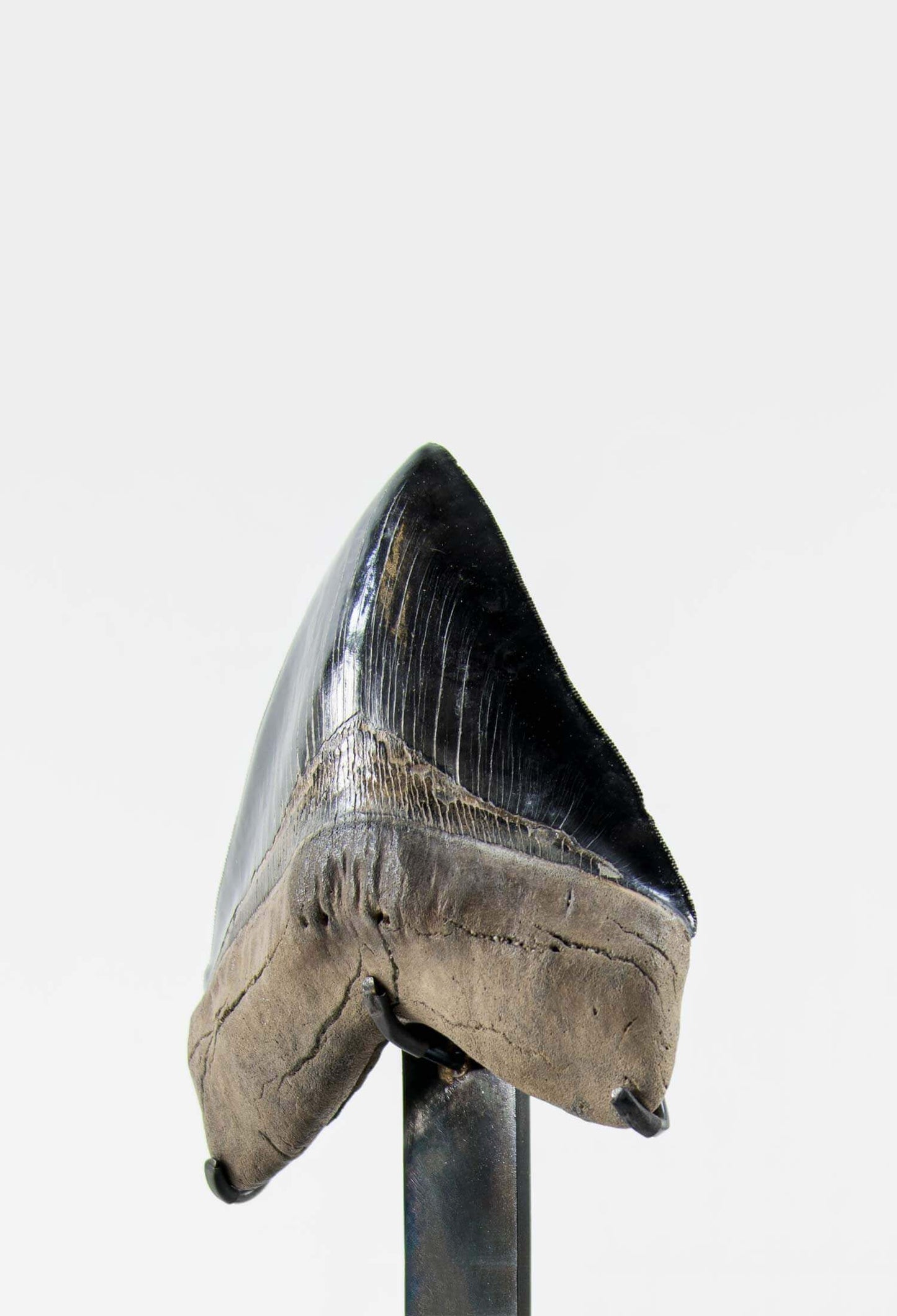 A stunning museum-standard rare fossil Megalodon carcharodon shark tooth for sale on a bronze stand measuring 6 inches