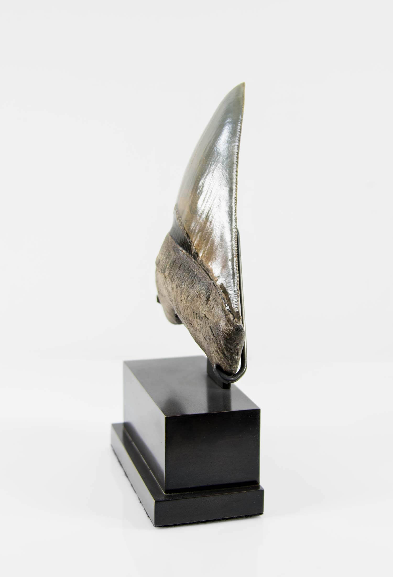 A stunning museum-standard rare fossil Megalodon carcharodon shark tooth for sale on a bronze stand measuring 5.99 inches