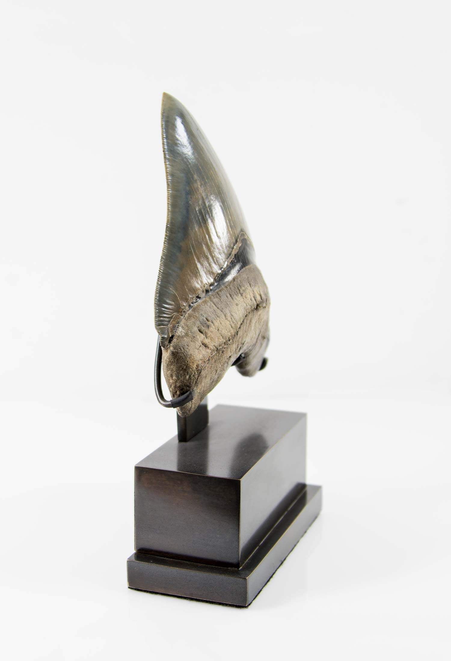 A stunning museum-standard rare fossil Megalodon carcharodon shark tooth for sale on a bronze stand measuring 5.99 inches