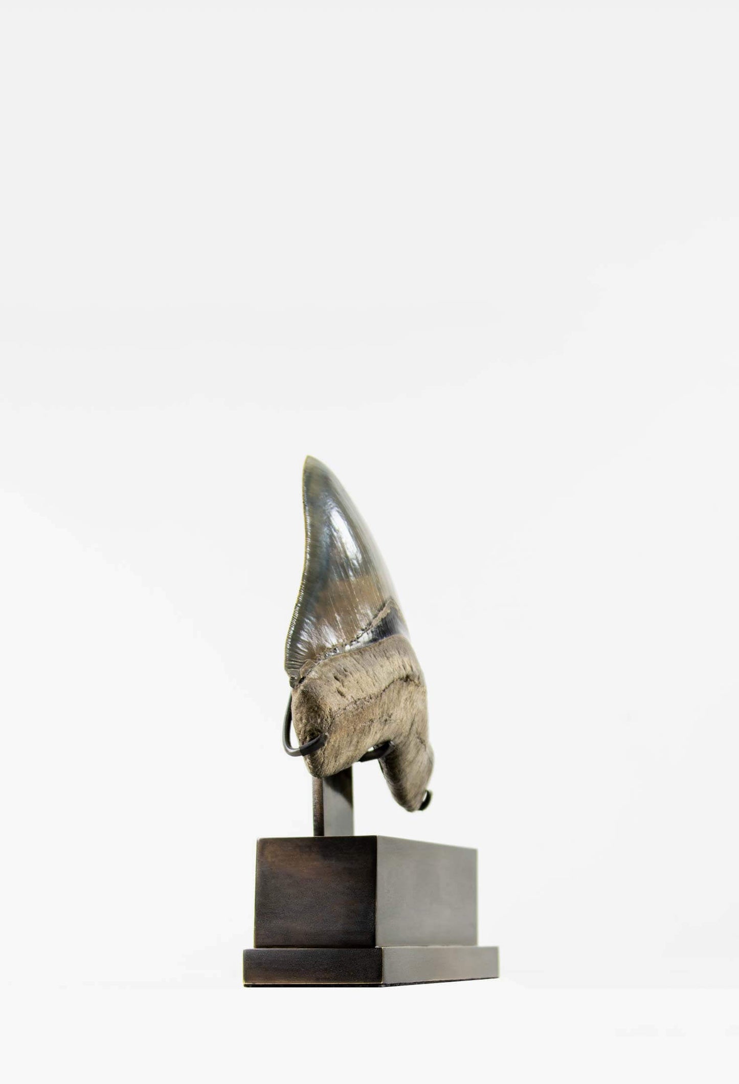 A stunning museum-standard rare fossil Megalodon carcharodon shark tooth for sale on a bronze stand measuring 5.99 inches