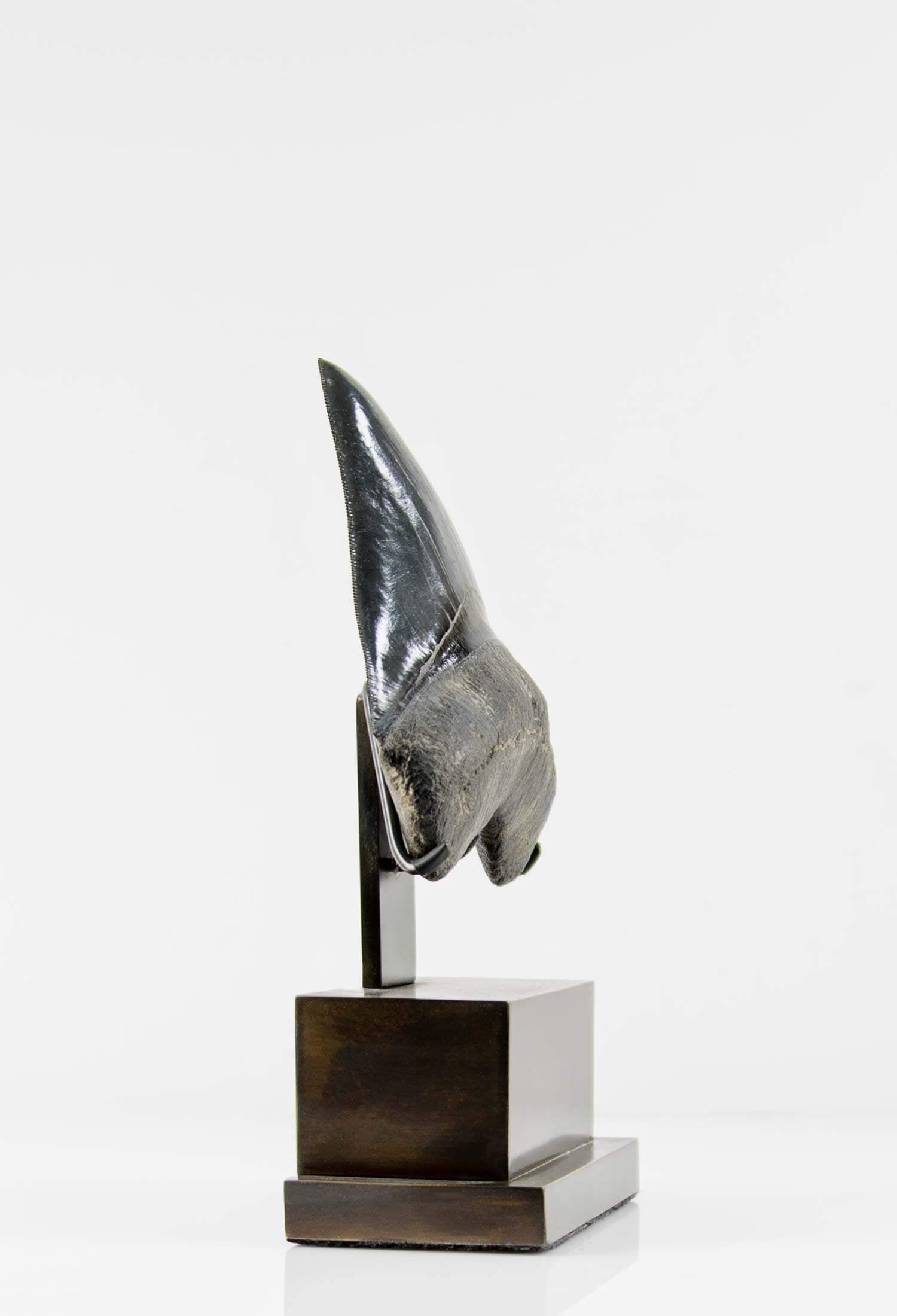 A stunning museum-standard rare fossil Megalodon carcharodon shark tooth for sale on a bronze stand measuring 5.2 inches