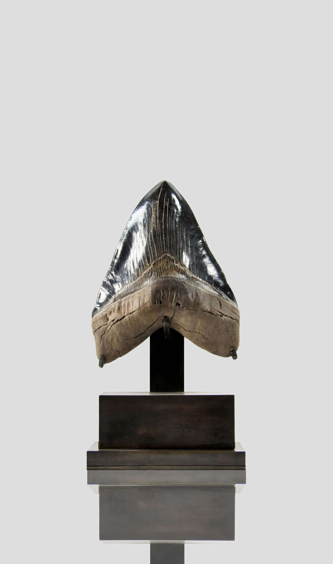 rare black fossil Megalodon Shark tooth for sale on bronze stand 021