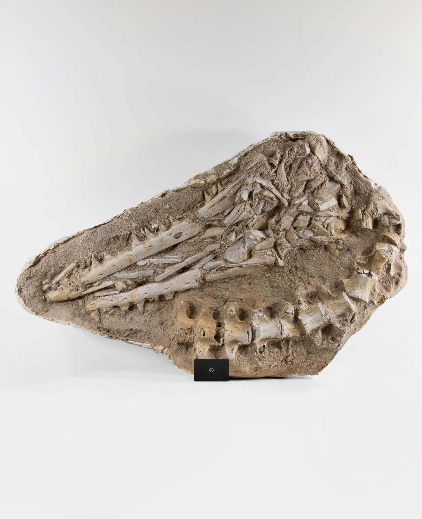 A stunning museum-standard rare fossil Halisaurus arambourgi mosasaurus jaw and vertebra for sale measuring 2.9 feet