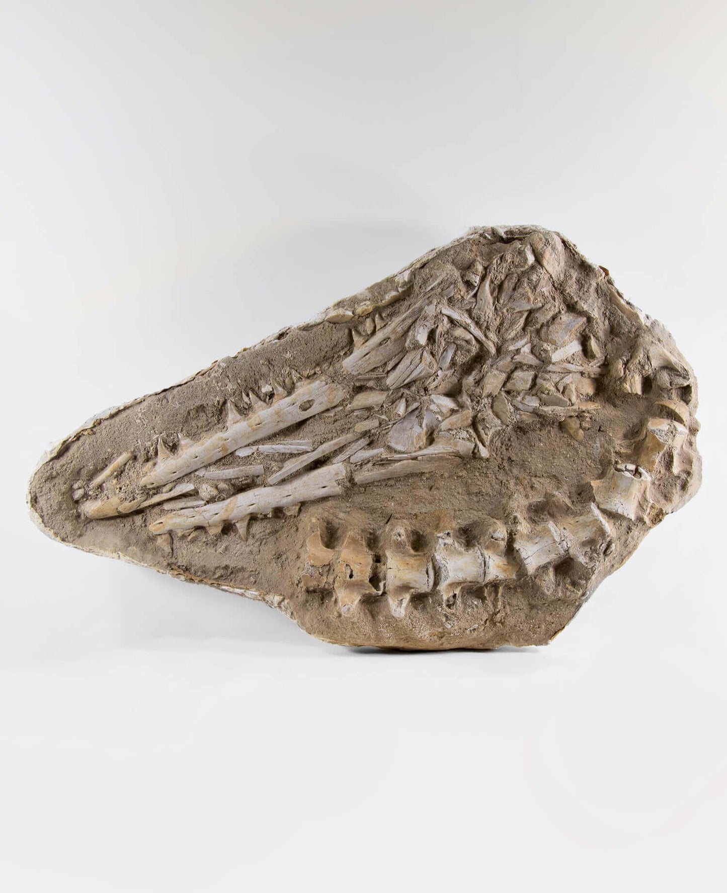 A stunning museum-standard rare fossil Halisaurus arambourgi mosasaurus jaw and vertebra for sale measuring 2.9 feet