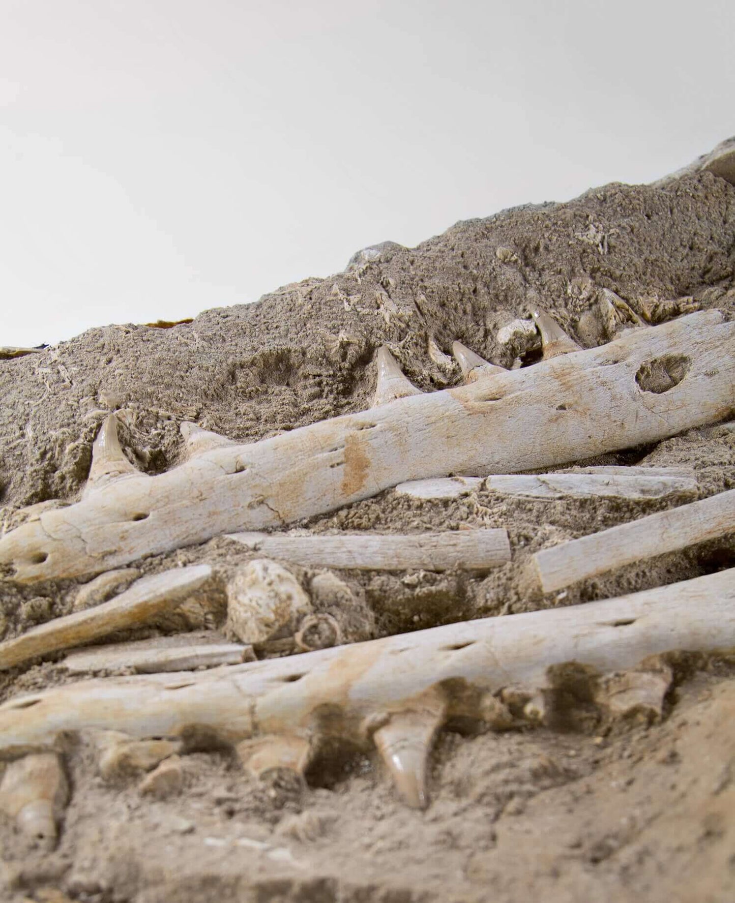 A stunning museum-standard rare fossil Halisaurus arambourgi mosasaurus jaw and vertebra for sale measuring 2.9 feet