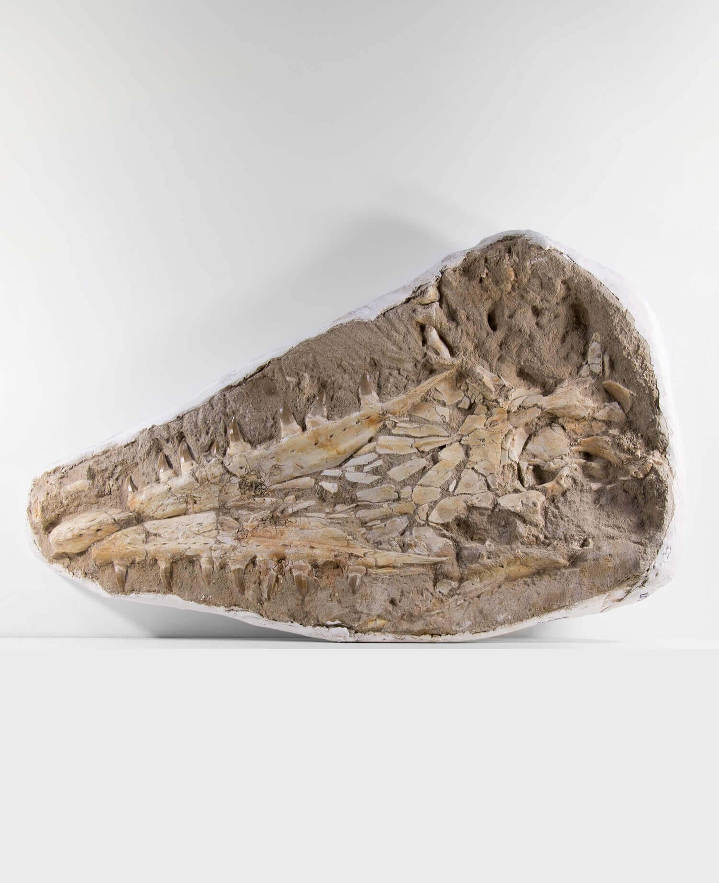 A stunning museum-standard rare fossil Beaugei arambourg mosasaurus jaw for sale measuring 3.9 feet at THE FOSSIL STORE