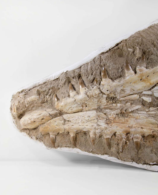 A stunning museum-standard rare fossil Beaugei arambourg mosasaurus jaw for sale measuring 3.9 feet at THE FOSSIL STORE