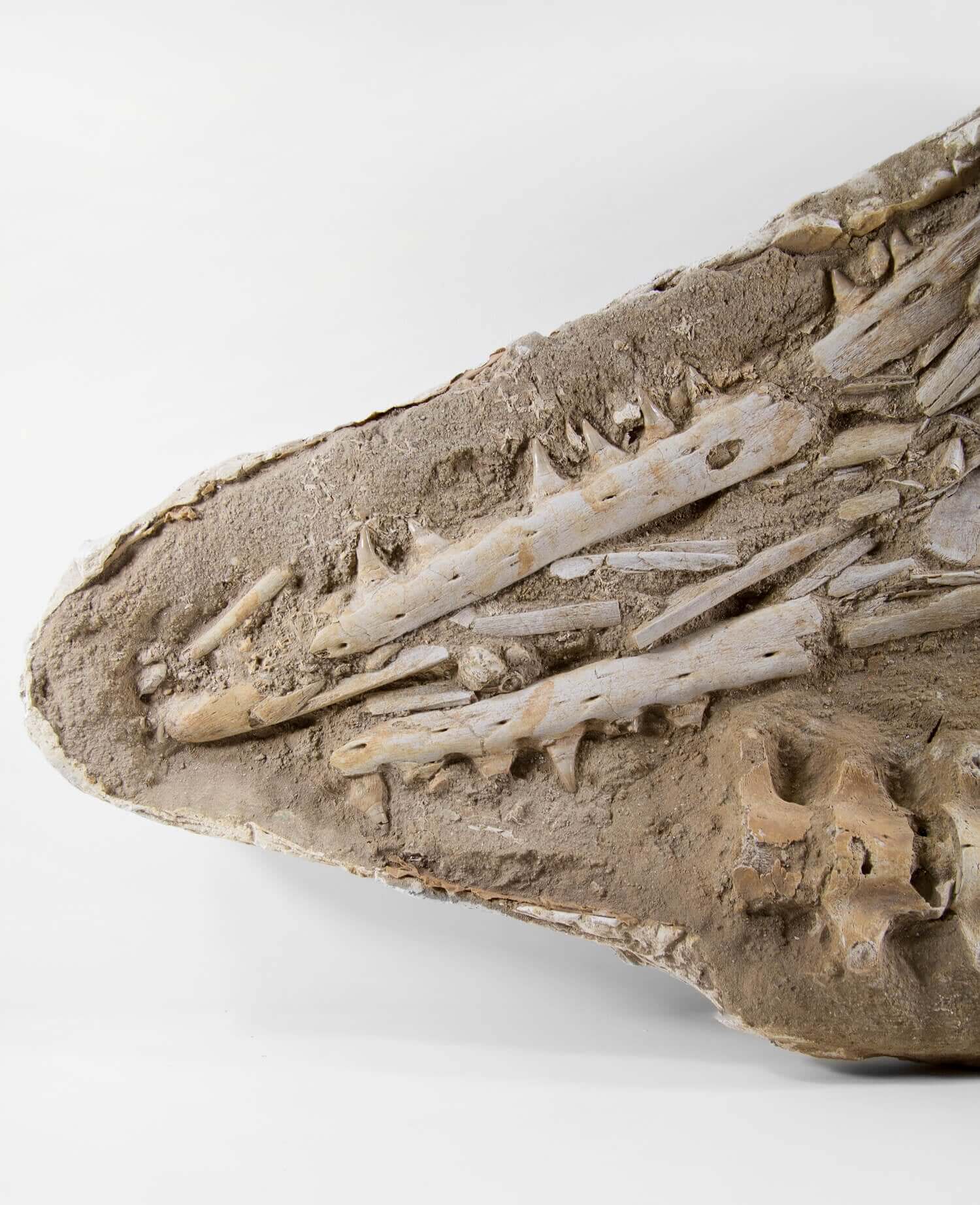 A stunning museum-standard rare fossil Halisaurus arambourgi mosasaurus jaw and vertebra for sale measuring 2.9 feet