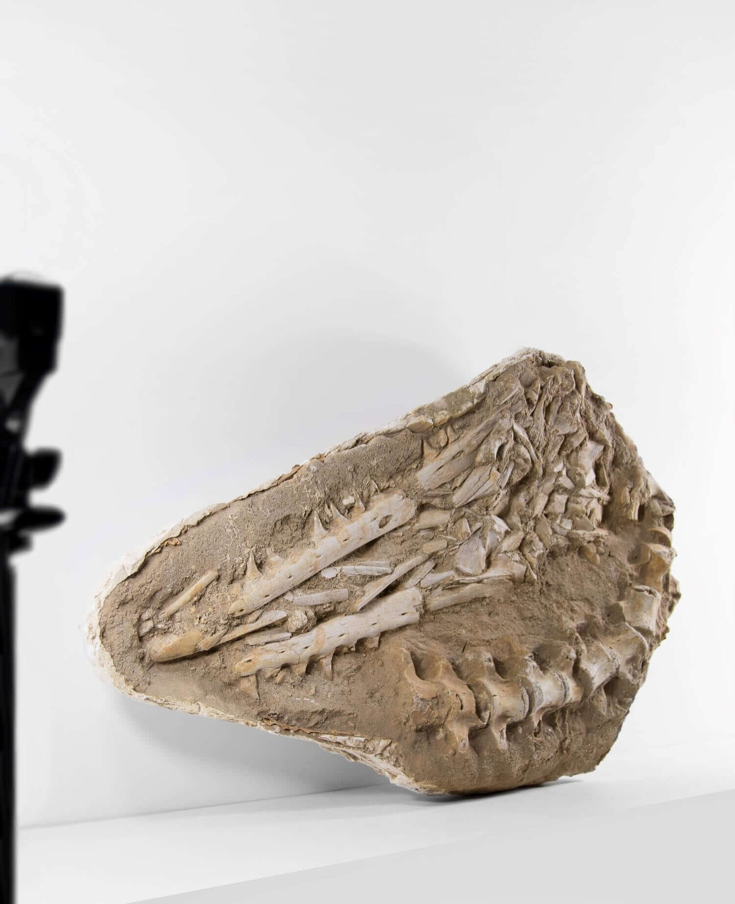 A stunning museum-standard rare fossil Halisaurus arambourgi mosasaurus jaw and vertebra for sale measuring 2.9 feet