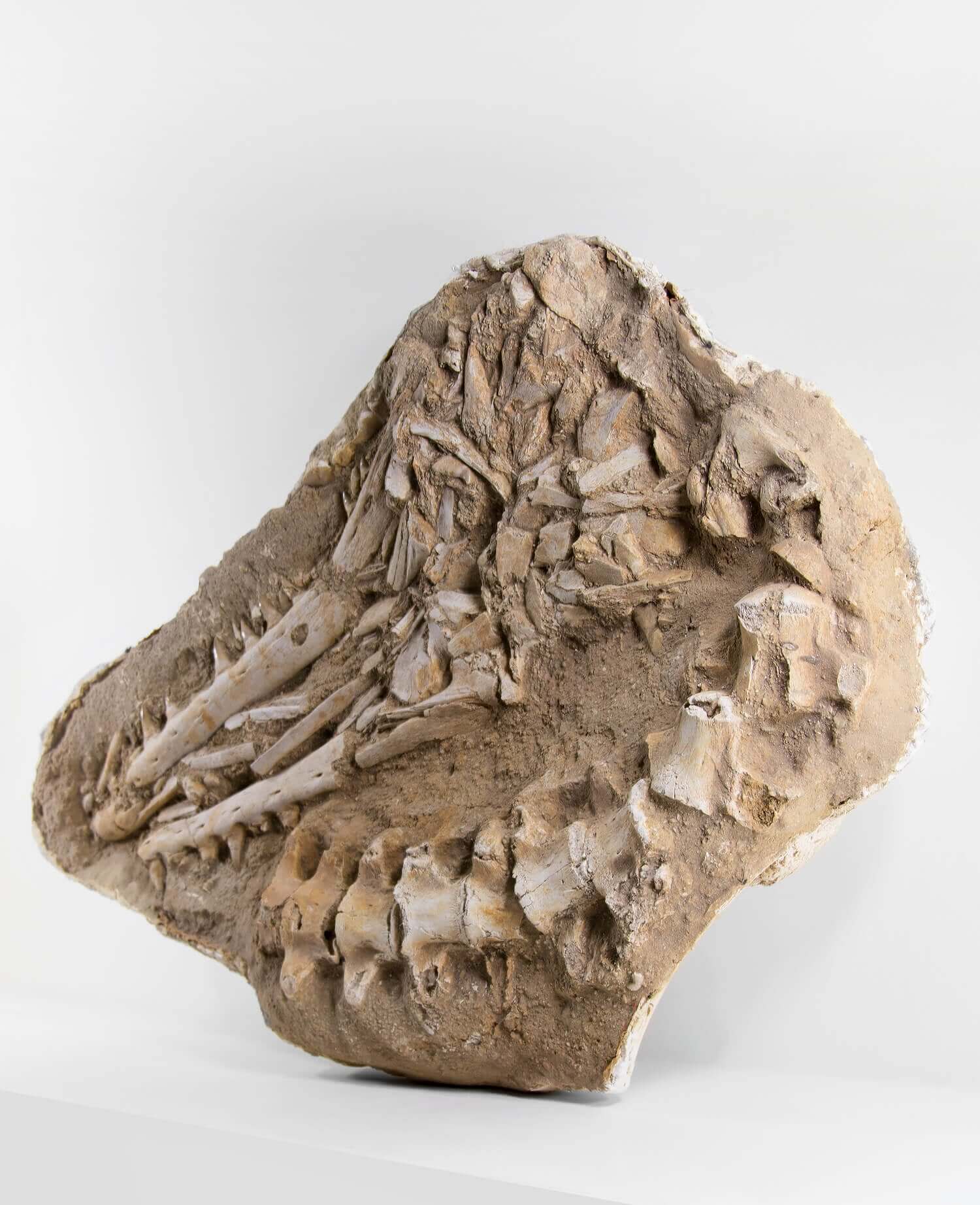 A stunning museum-standard rare fossil Halisaurus arambourgi mosasaurus jaw and vertebra for sale measuring 2.9 feet