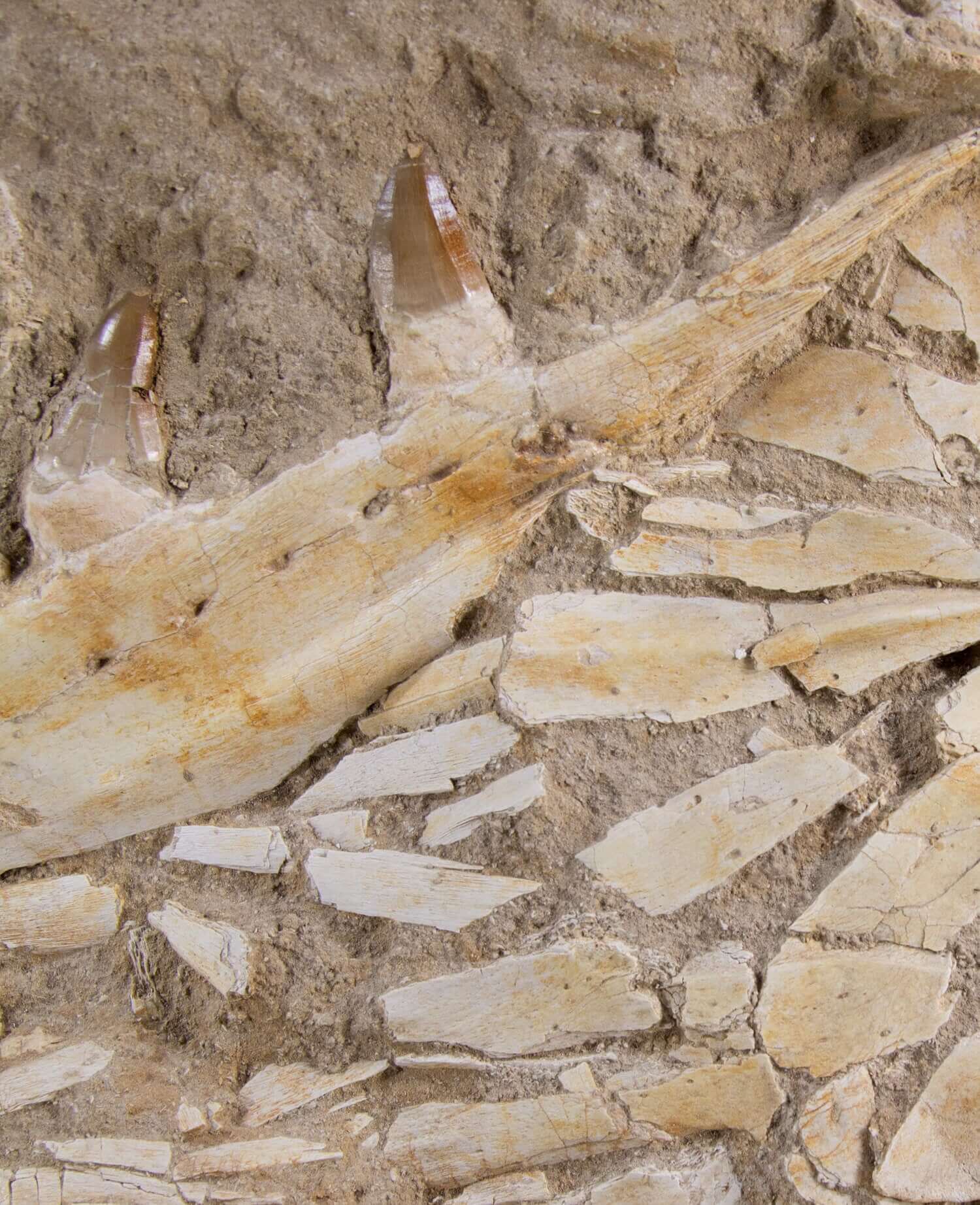 A stunning museum-standard rare fossil Beaugei arambourg mosasaurus jaw for sale measuring 3.9 feet at THE FOSSIL STORE