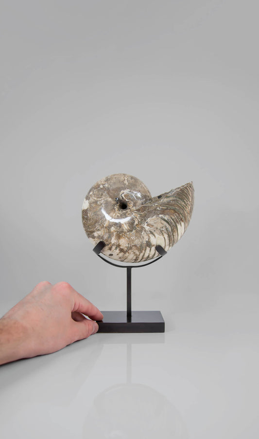 A Cymatoceras sakalavus nautilus measuring 204mm transformed on our custom-designed AES bronze stand for spaces out there!