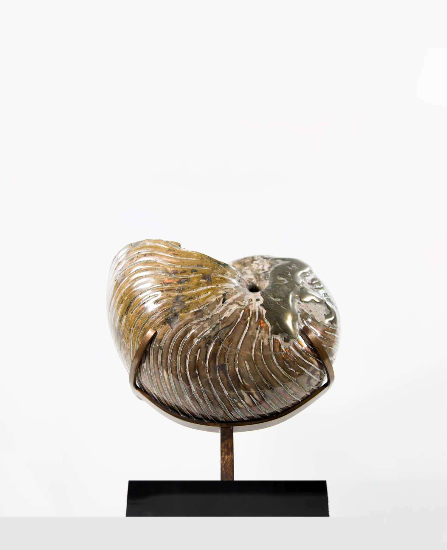 Beautifully presented Cymatoceras nautilus fossil for sale measuring 245mm on a custom designed chrome stand