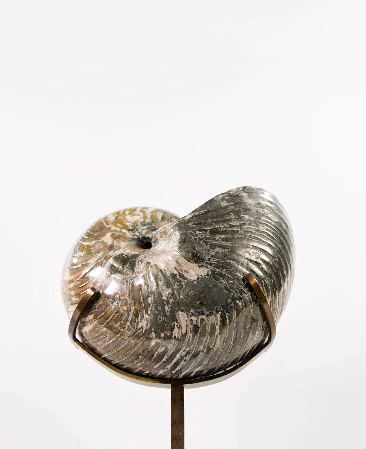 Beautifully presented Cymatoceras nautilus fossil for sale measuring 245mm on a custom designed chrome stand