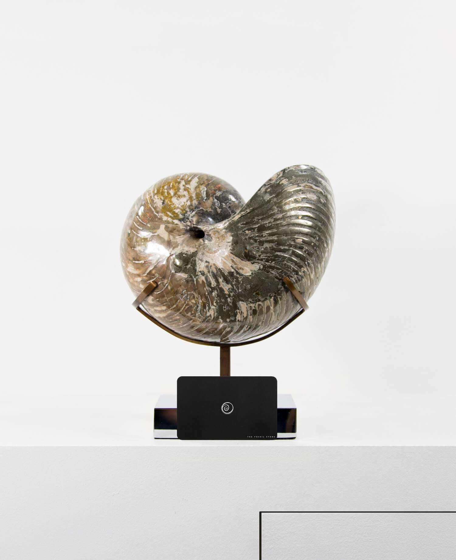 Beautifully presented Cymatoceras nautilus fossil for sale measuring 245mm on a custom designed chrome stand