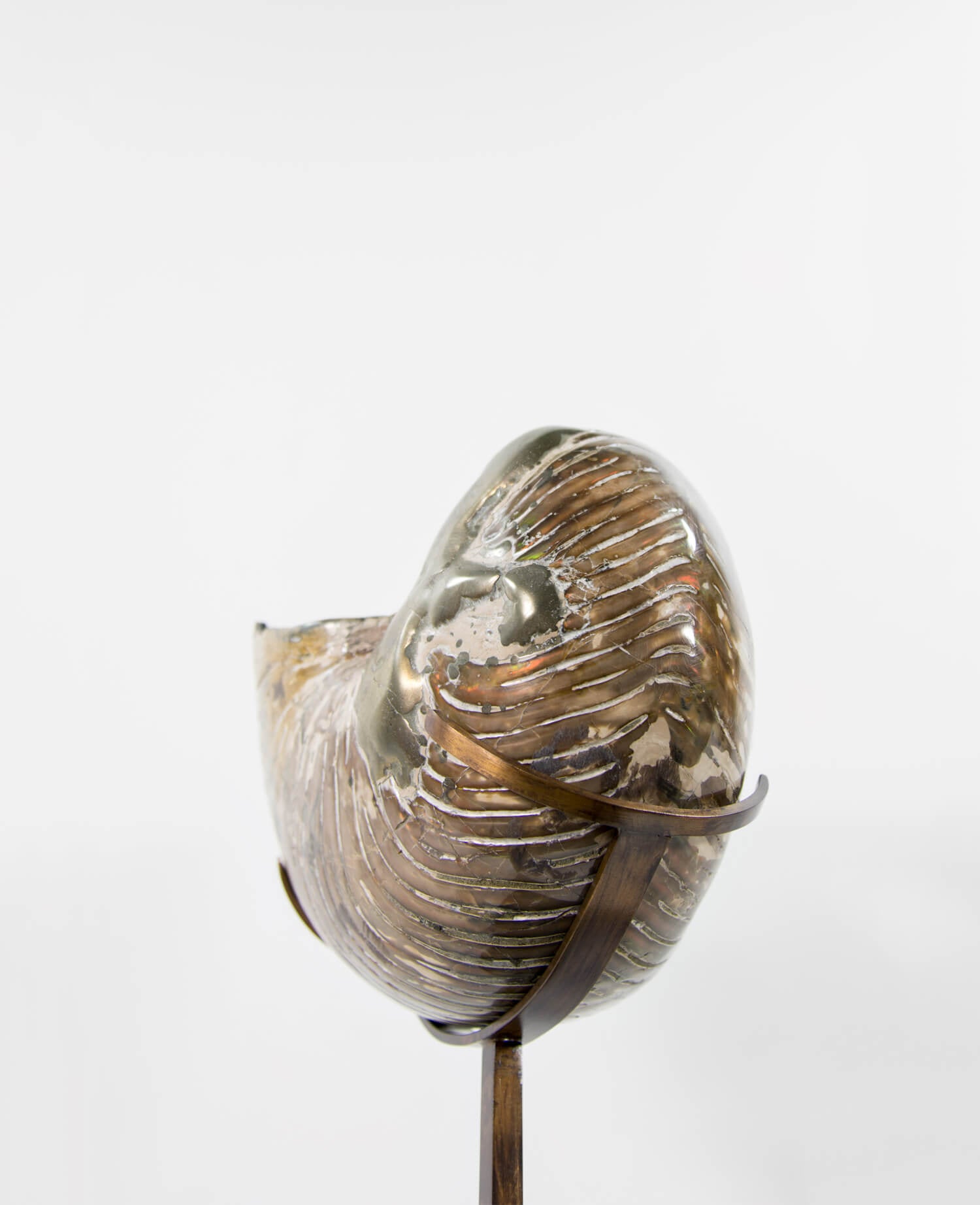 Beautifully presented Cymatoceras nautilus fossil for sale measuring 245mm on a custom designed chrome stand