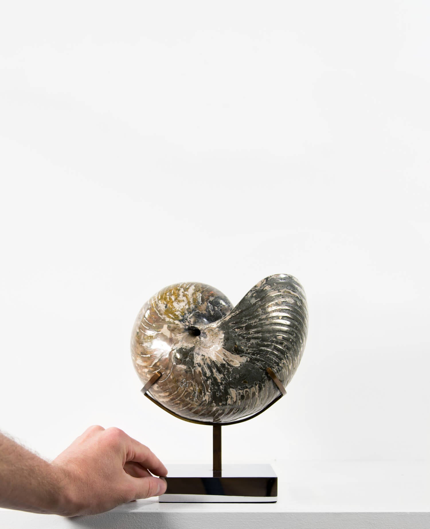 Beautifully presented Cymatoceras nautilus fossil for sale measuring 245mm on a custom designed chrome stand