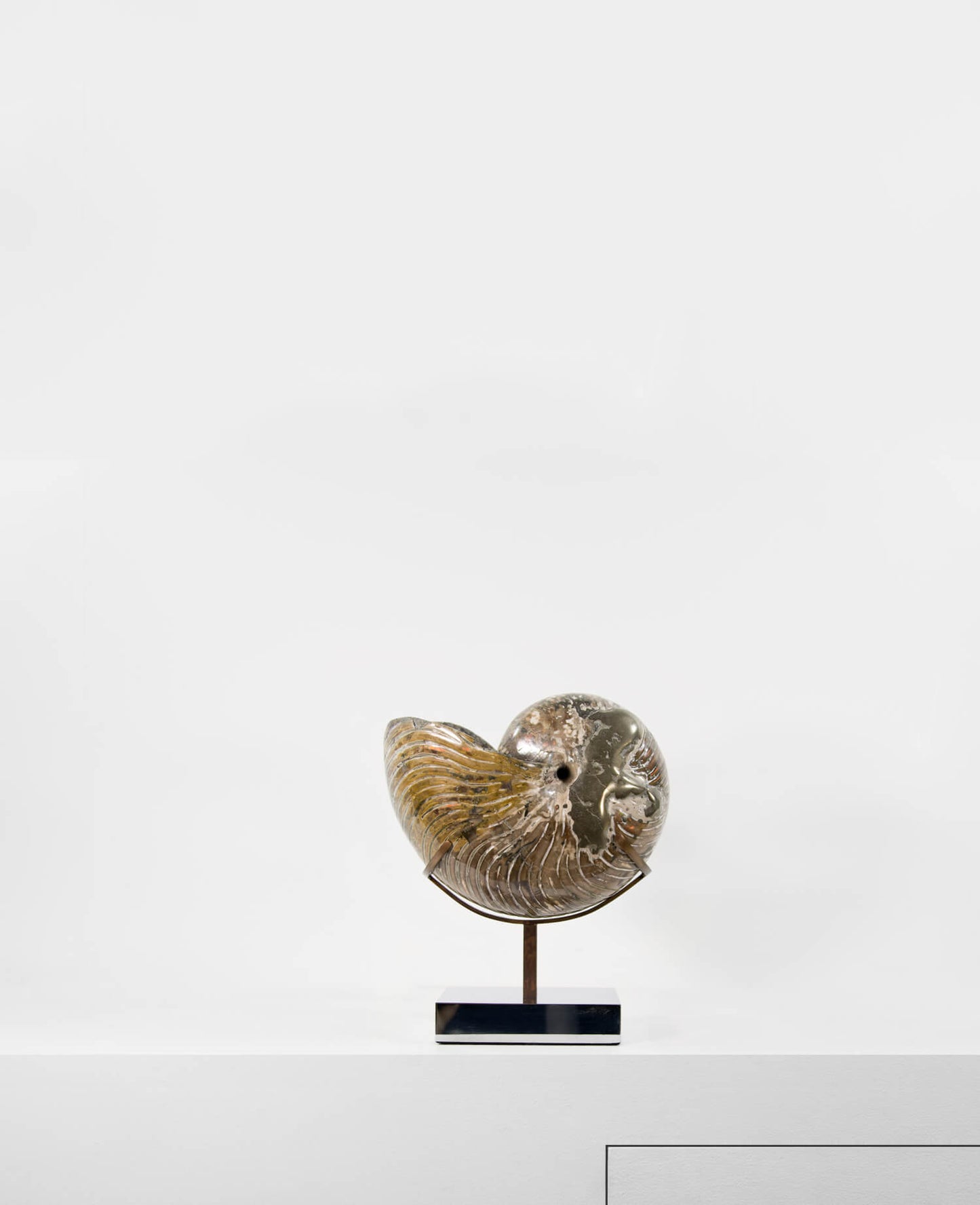 Beautifully presented Cymatoceras nautilus fossil for sale measuring 245mm on a custom designed chrome stand