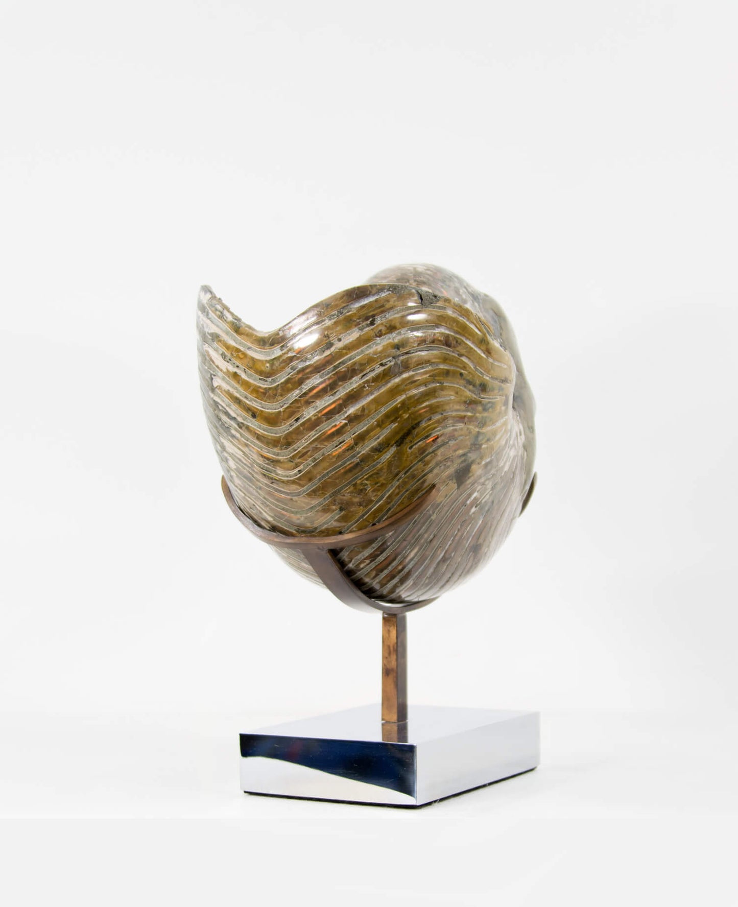 Beautifully presented Cymatoceras nautilus fossil for sale measuring 245mm on a custom designed chrome stand