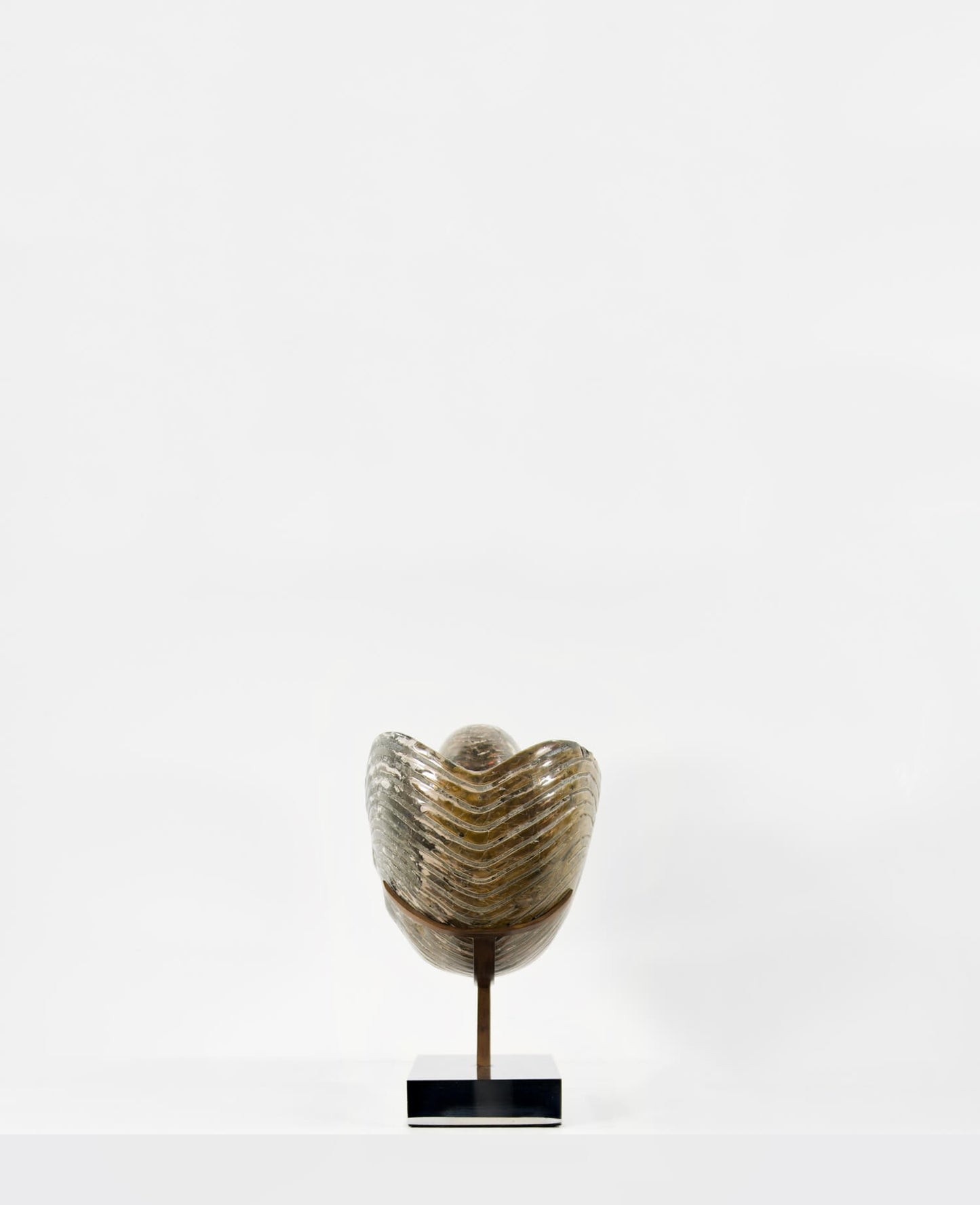 Beautifully presented Cymatoceras nautilus fossil for sale measuring 245mm on a custom designed chrome stand