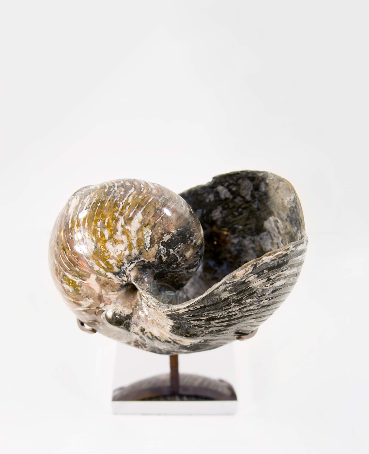 Beautifully presented Cymatoceras nautilus fossil for sale measuring 245mm on a custom designed chrome stand