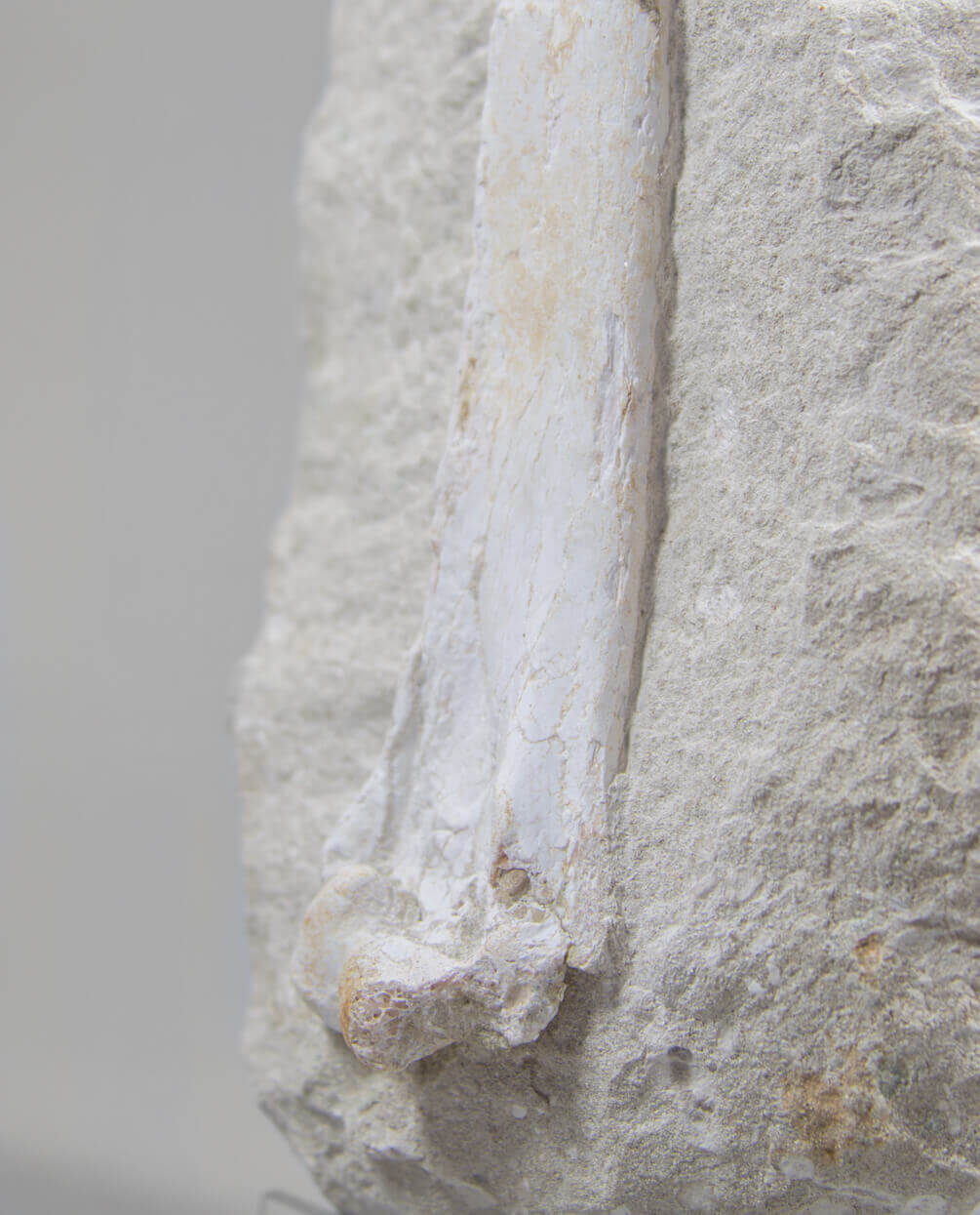 A museum-standard rare fossil Odontopteryx gigas bird bone for sale measuring 1.7 feet at THE FOSSIL STORE