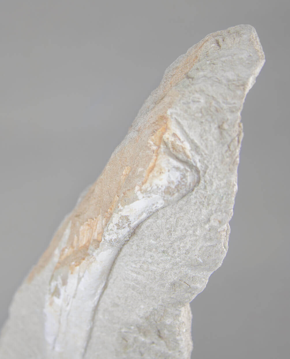 A museum-standard rare fossil Odontopteryx gigas bird bone for sale measuring 1.7 feet at THE FOSSIL STORE