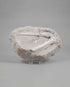 A museum-standard rare fossil Odontopteryx gigas bird bone for sale measuring 230mm at THE FOSSIL STORE