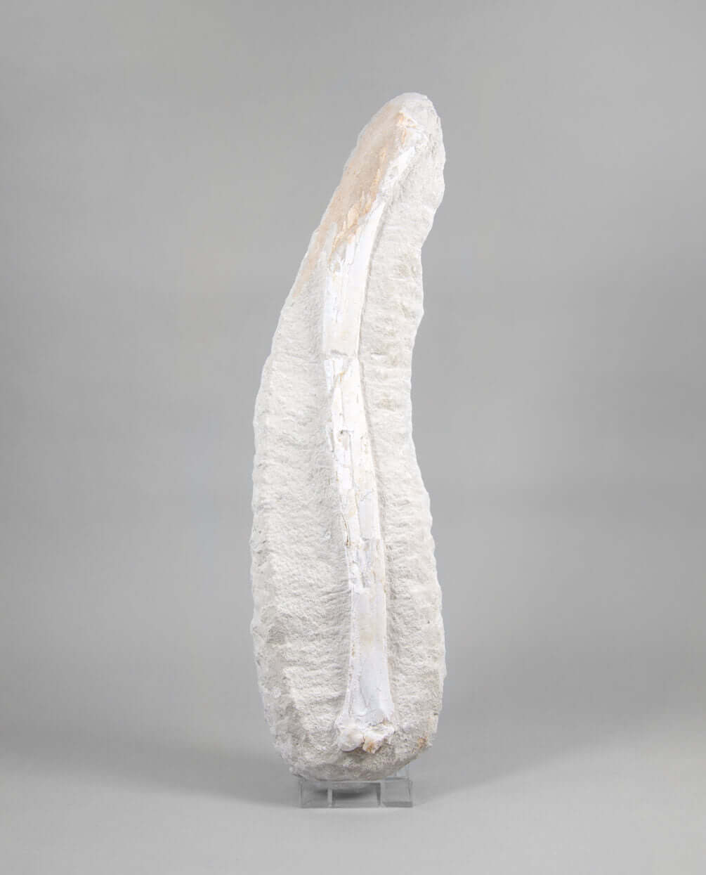 A museum-standard rare fossil Odontopteryx gigas bird bone for sale measuring 1.7 feet at THE FOSSIL STORE