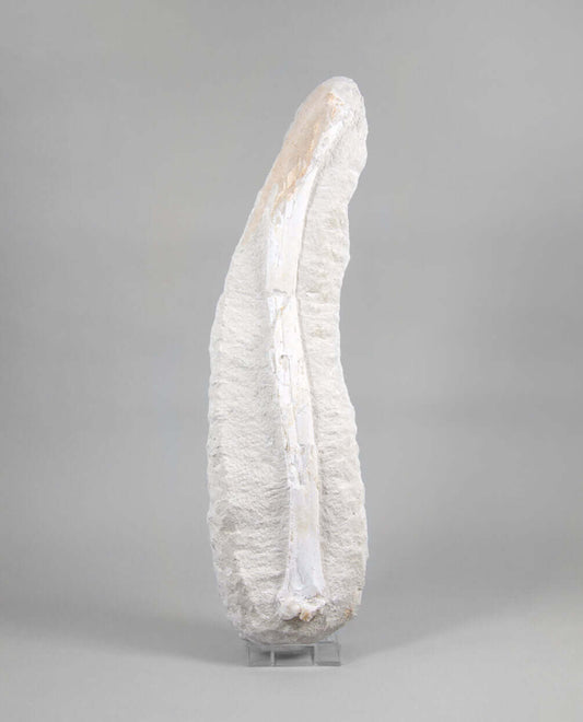 A museum-standard rare fossil Odontopteryx gigas bird bone for sale measuring 1.7 feet at THE FOSSIL STORE