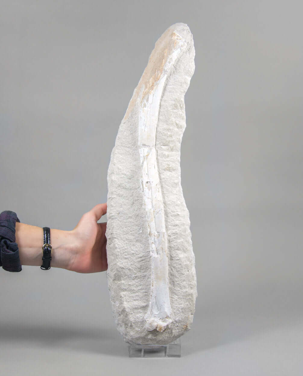 A museum-standard rare fossil Odontopteryx gigas bird bone for sale measuring 1.7 feet at THE FOSSIL STORE