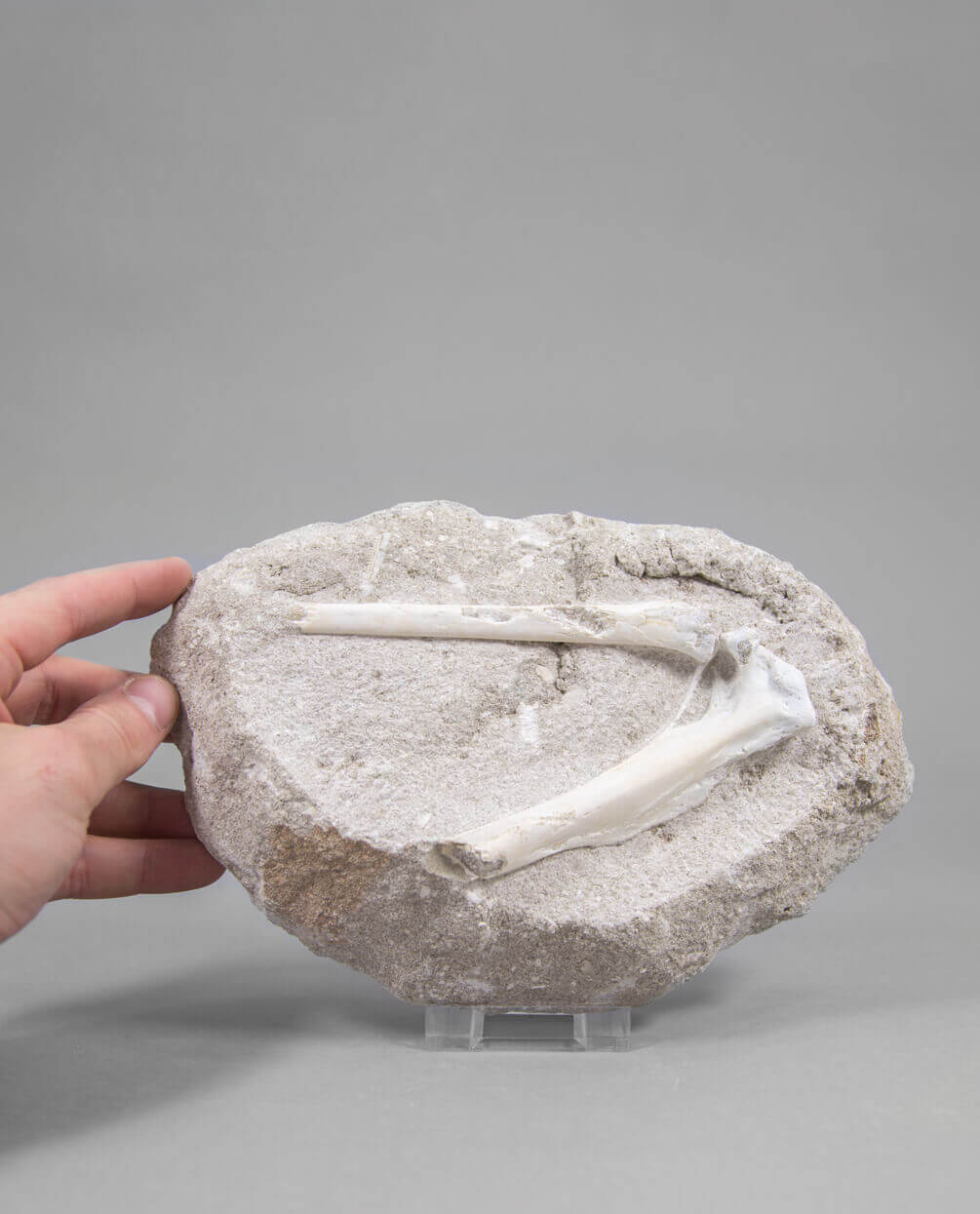 A museum-standard rare fossil Odontopteryx gigas bird bone for sale measuring 230mm at THE FOSSIL STORE