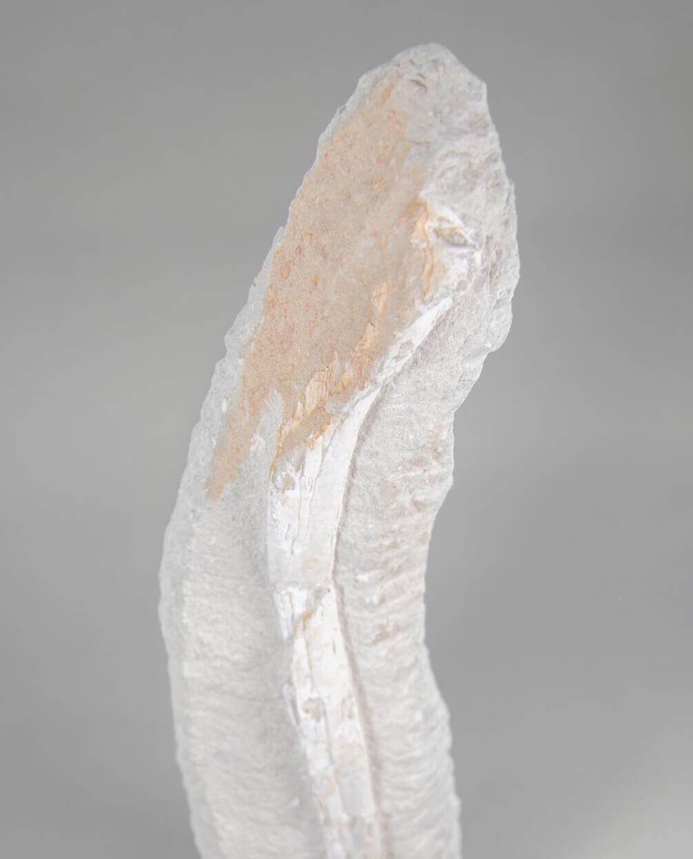 A museum-standard rare fossil Odontopteryx gigas bird bone for sale measuring 1.7 feet at THE FOSSIL STORE